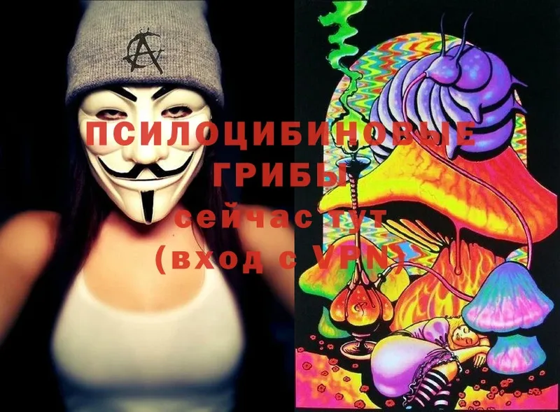 Псилоцибиновые грибы Cubensis  Болгар 